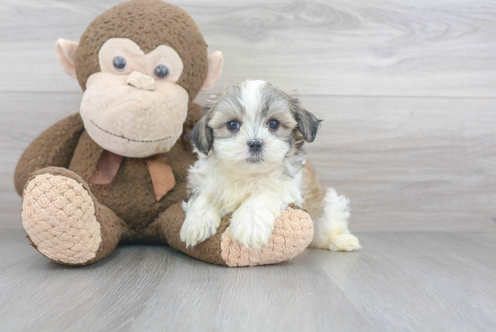 Teddy Bear Pup Being Cute