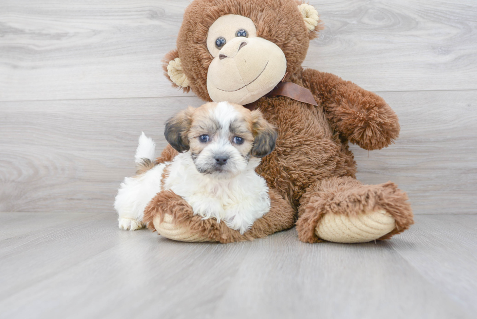 Playful Shichon Designer Puppy