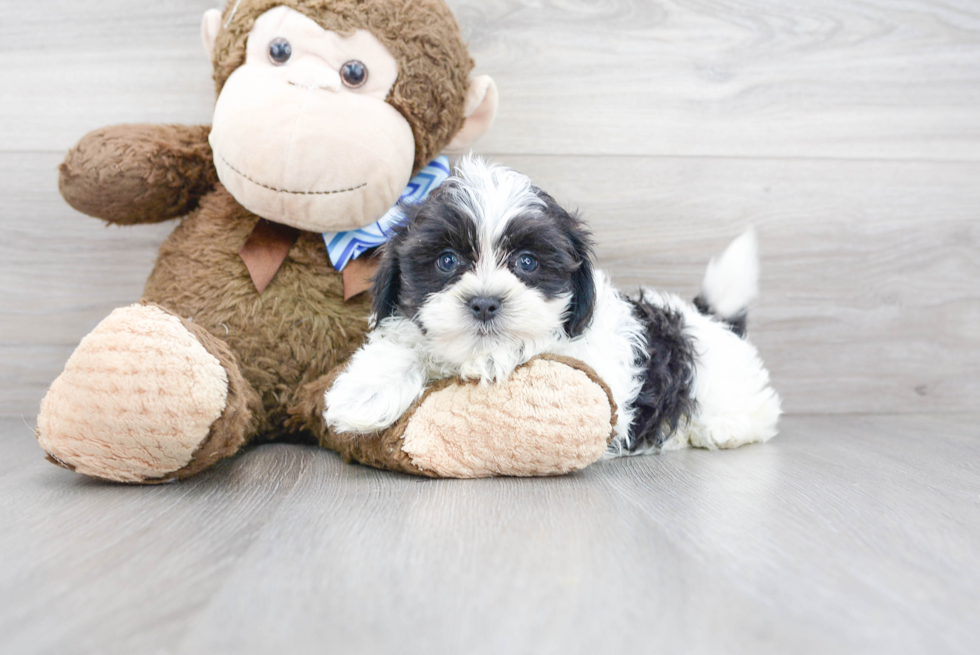 Teddy Bear Pup Being Cute