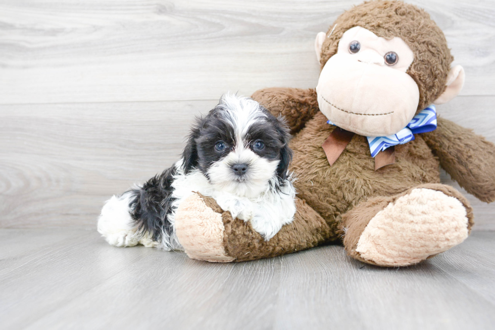 Teddy Bear Pup Being Cute