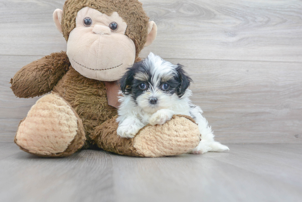 Friendly Teddy Bear Baby