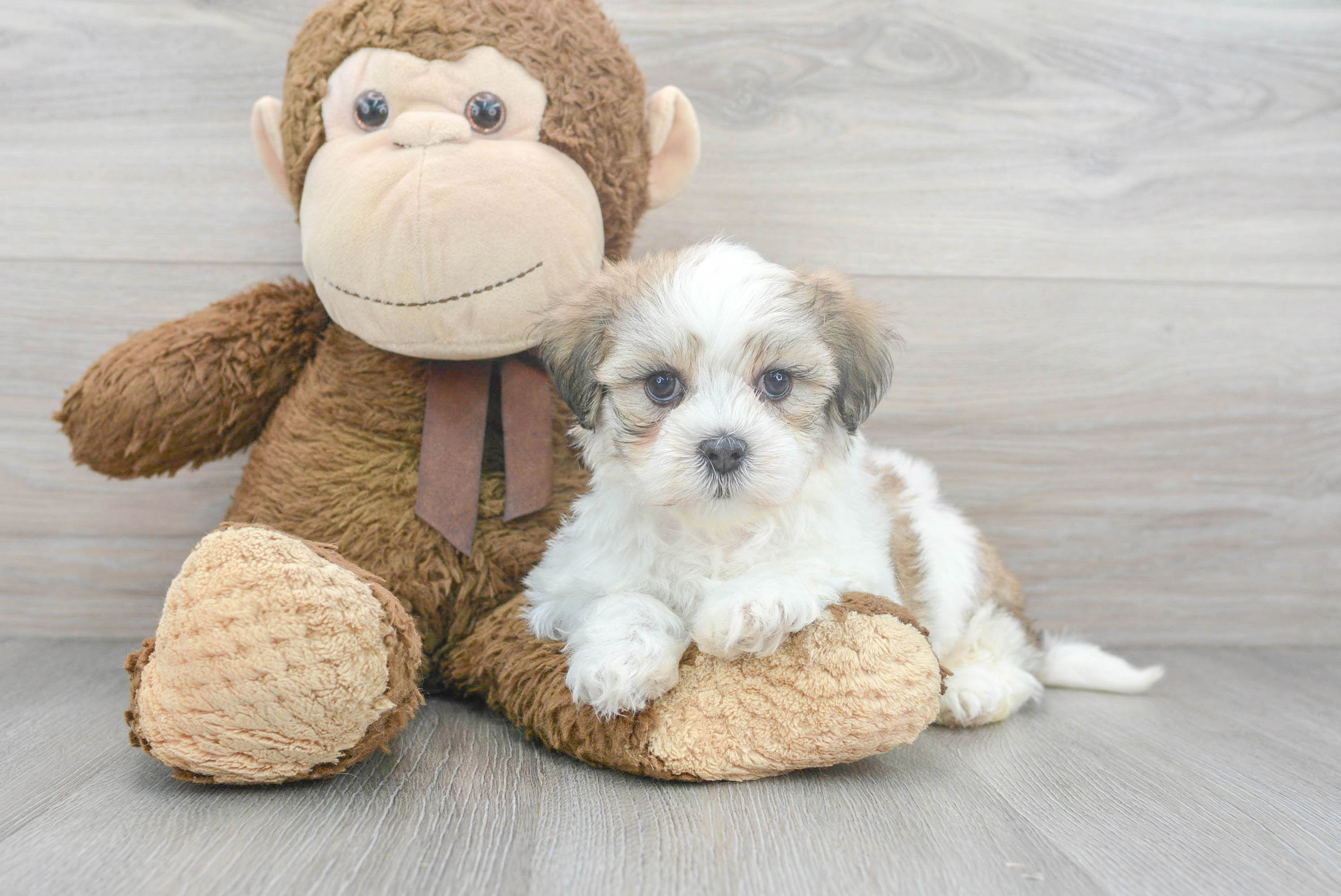 Friendly Teddy Bear Baby