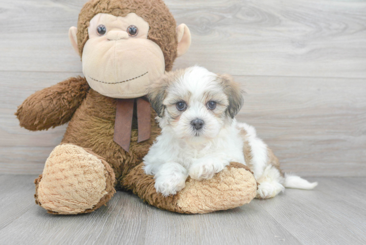 Friendly Teddy Bear Baby