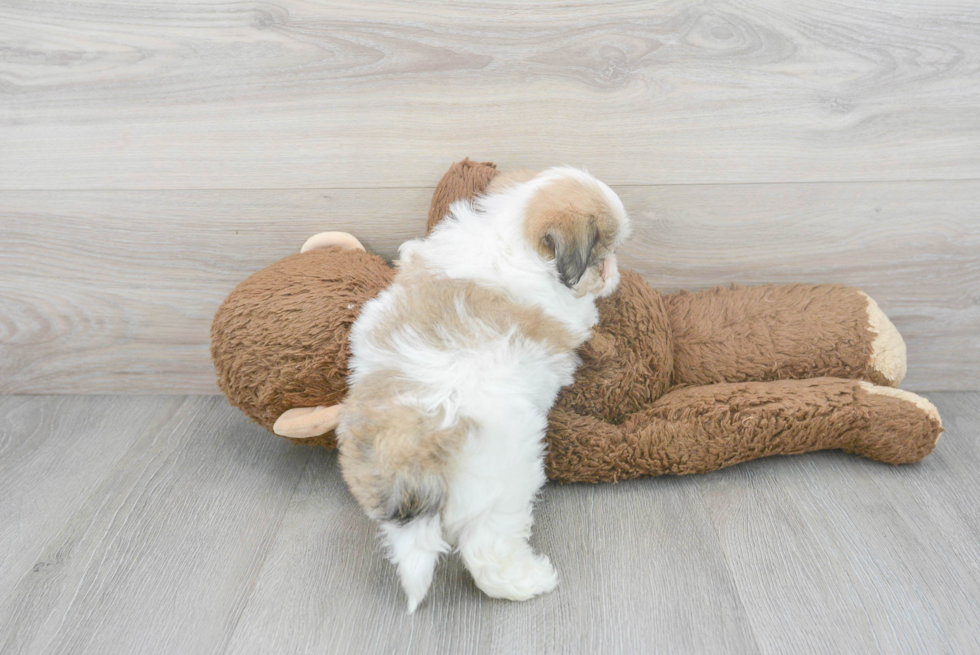 Fluffy Teddy Bear Designer Pup