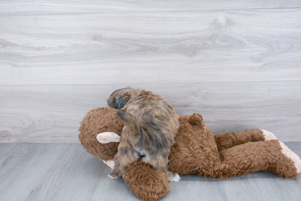 Funny Teddy Bear Designer Pup