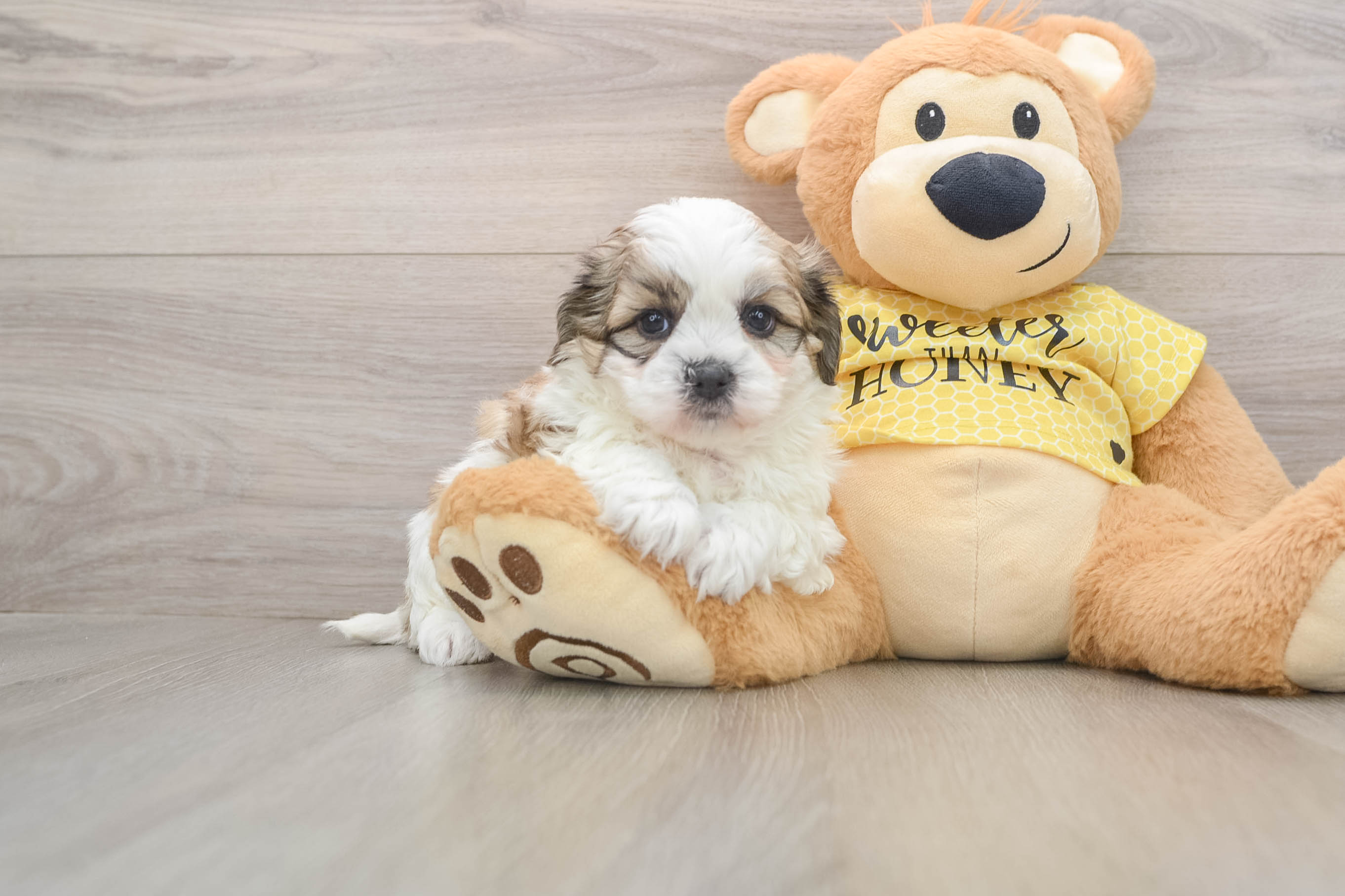 Best Teddy Bear Baby