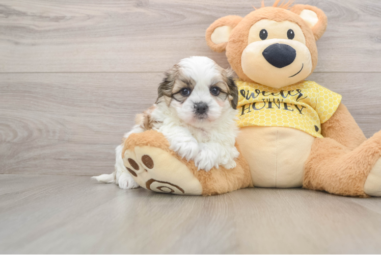 Best Teddy Bear Baby