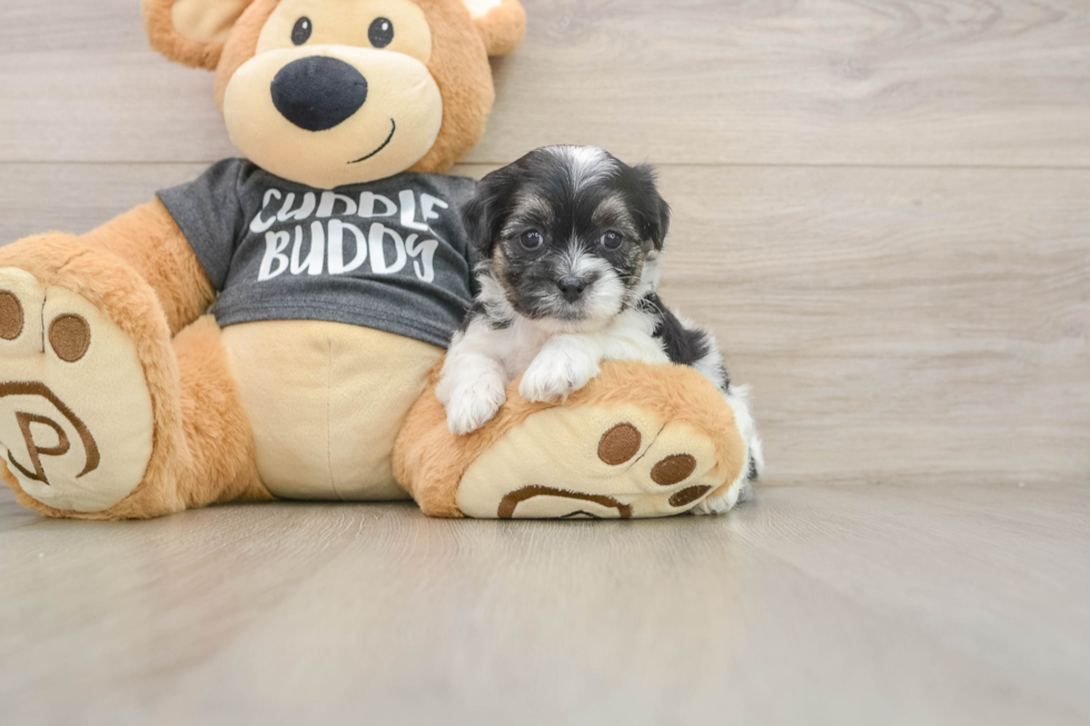 Energetic Shi Chon Designer Puppy