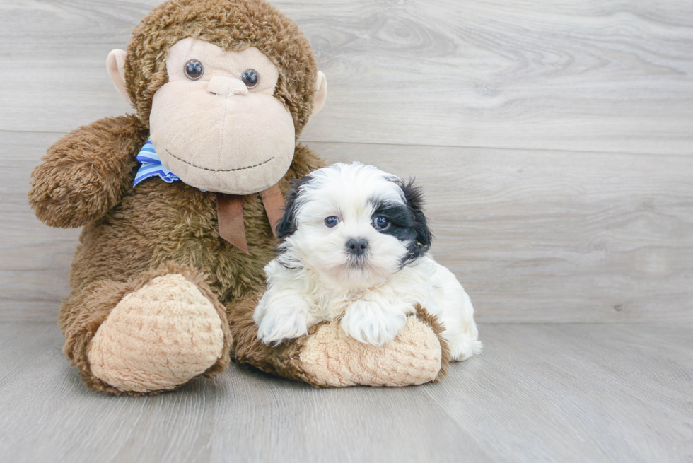 Little Shichon Designer Puppy