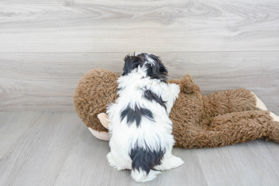 Popular Teddy Bear Designer Pup