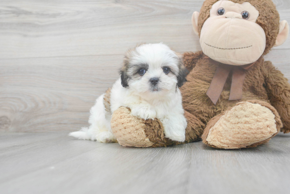 Teddy Bear Pup Being Cute