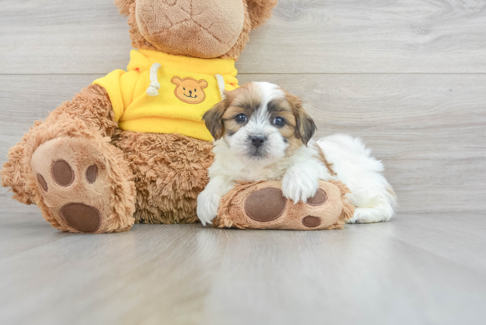 Fluffy Teddy Bear Designer Pup