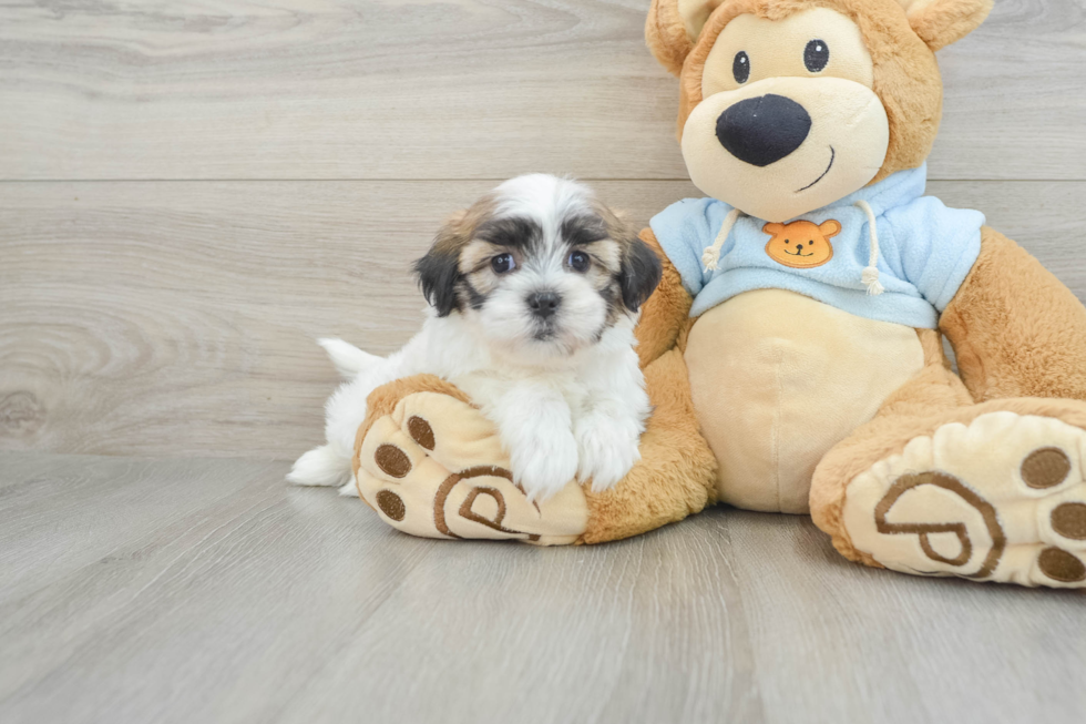 Fluffy Teddy Bear Designer Pup