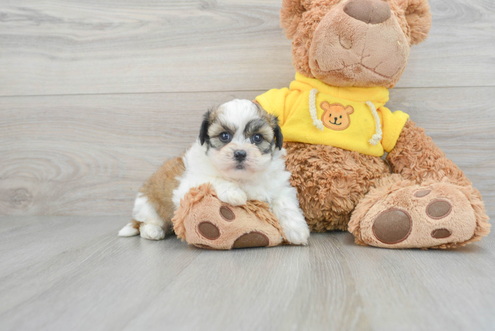 Petite Teddy Bear Designer Pup