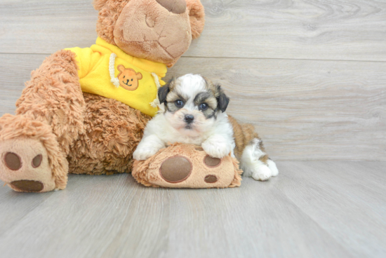 Teddy Bear Puppy for Adoption