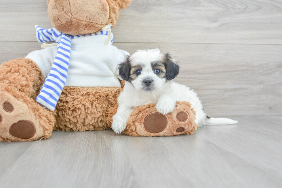 Smart Teddy Bear Designer Pup