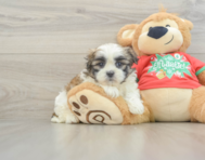 6 week old Teddy Bear Puppy For Sale - Premier Pups