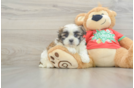 Teddy Bear Puppy for Adoption