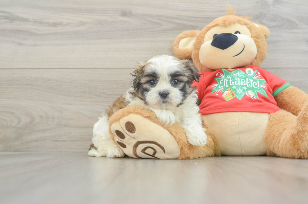 6 week old Teddy Bear Puppy For Sale - Premier Pups