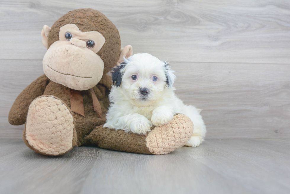 Popular Teddy Bear Designer Pup