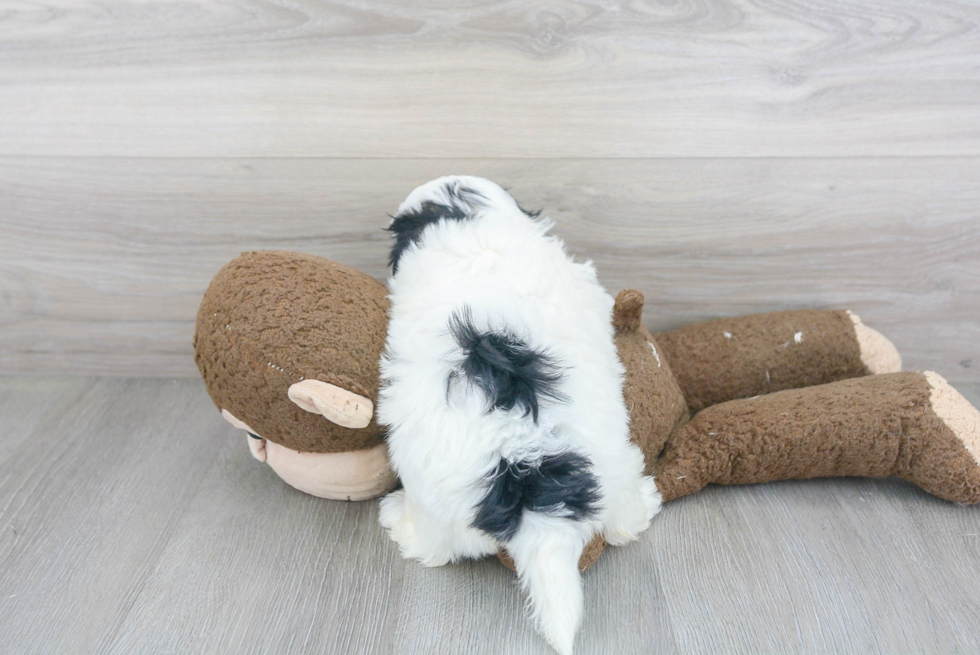 Teddy Bear Pup Being Cute
