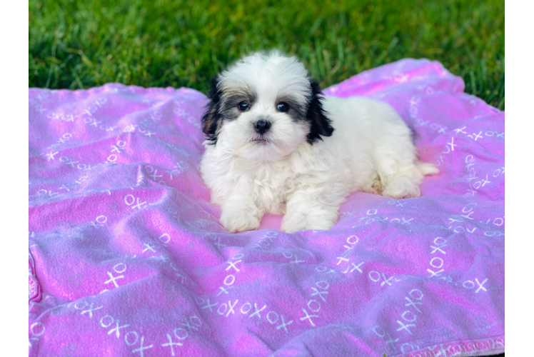Hypoallergenic Shi Chon Designer Puppy