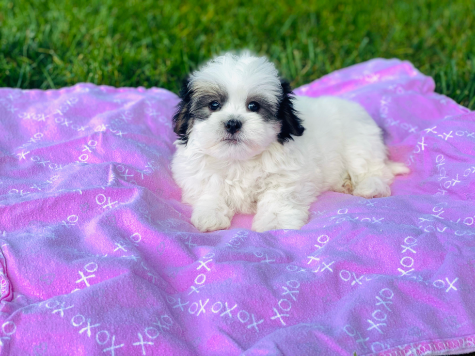 Hypoallergenic Shi Chon Designer Puppy