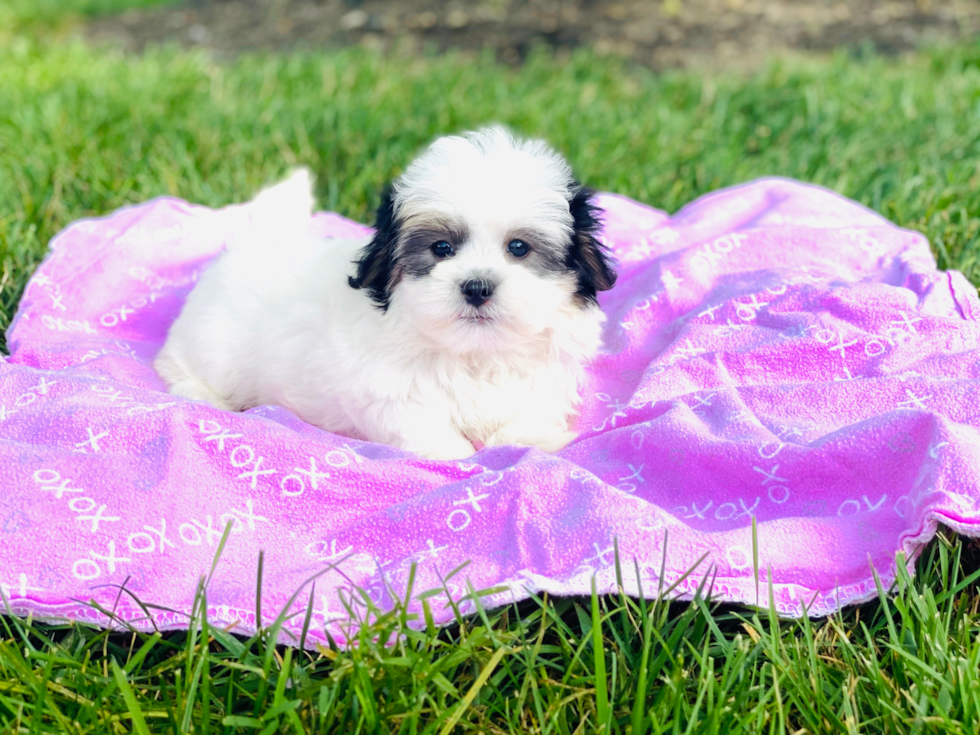 Teddy Bear Puppy for Adoption
