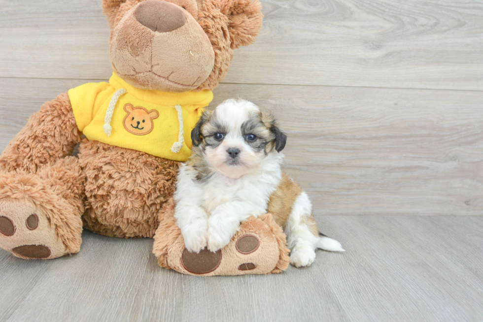 Happy Teddy Bear Baby