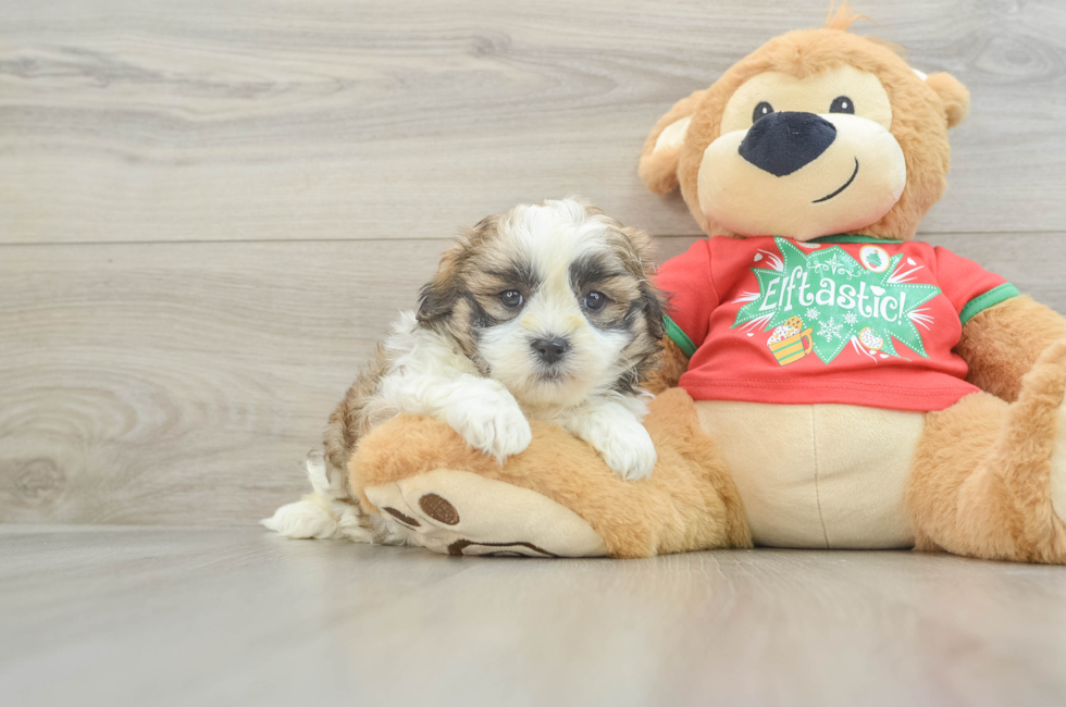 6 week old Teddy Bear Puppy For Sale - Premier Pups