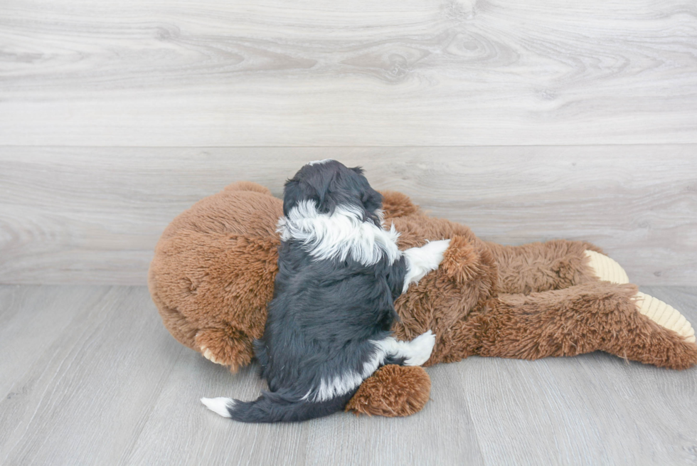 Popular Teddy Bear Designer Pup