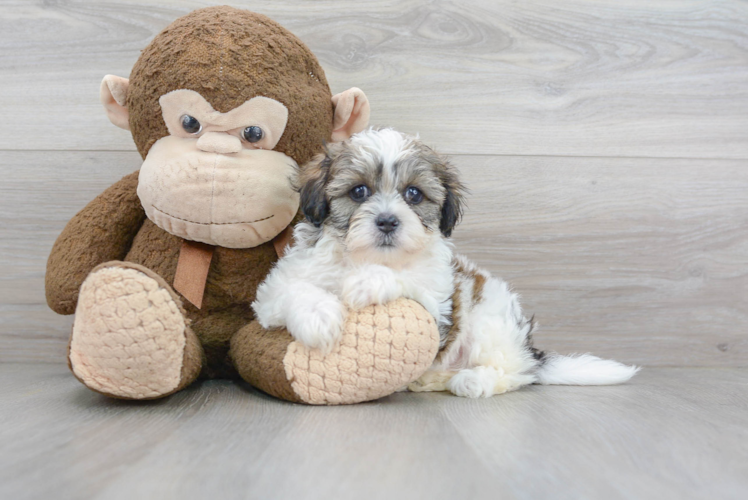 Friendly Teddy Bear Baby