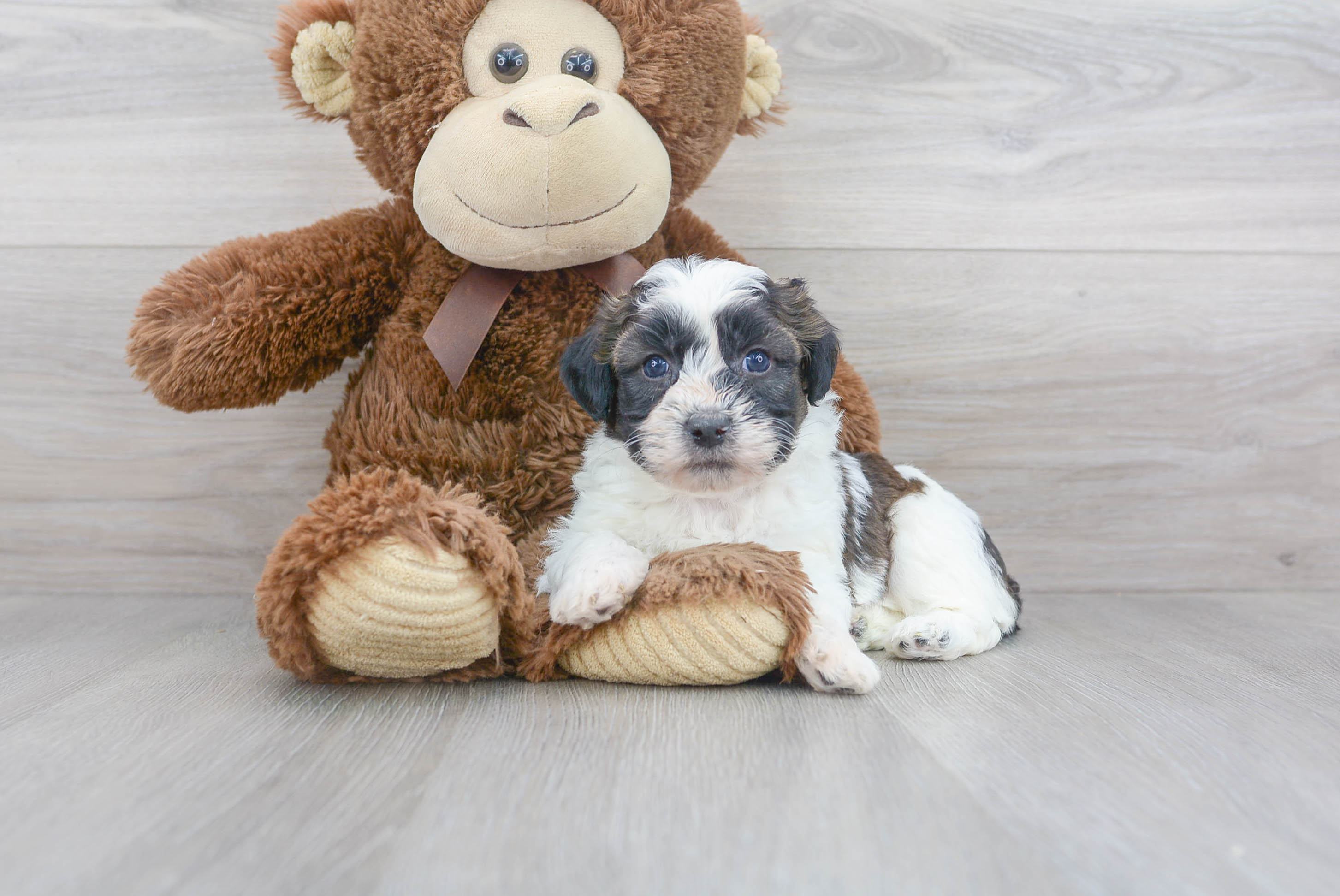 Adorable Shit Designer Puppy