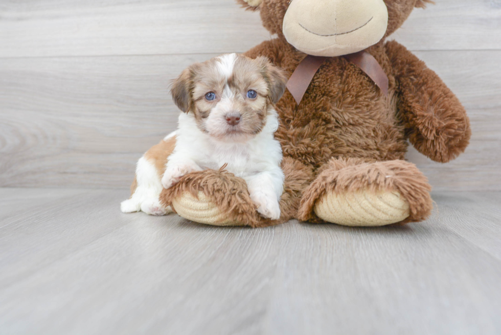 Fluffy Teddy Bear Designer Pup