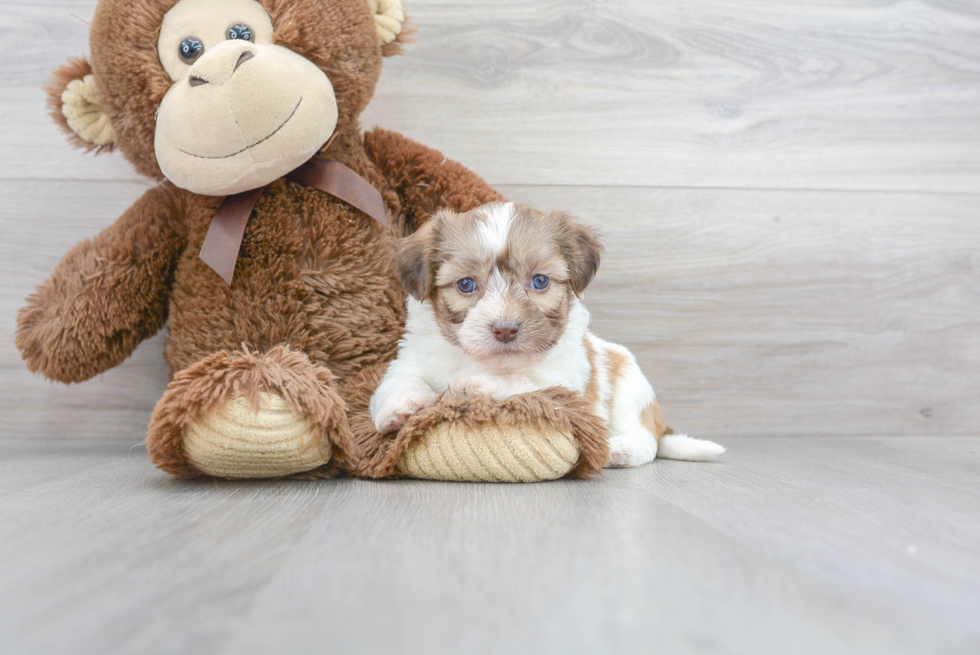 Teddy Bear Pup Being Cute