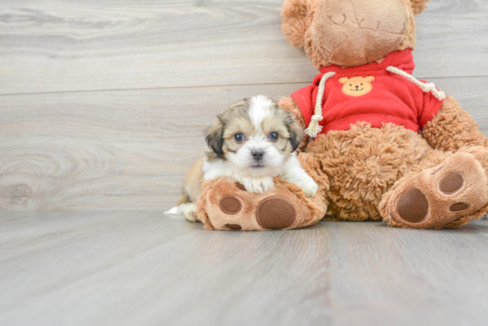 Teddy Bear Pup Being Cute