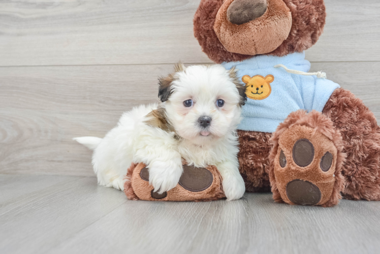 Best Teddy Bear Baby