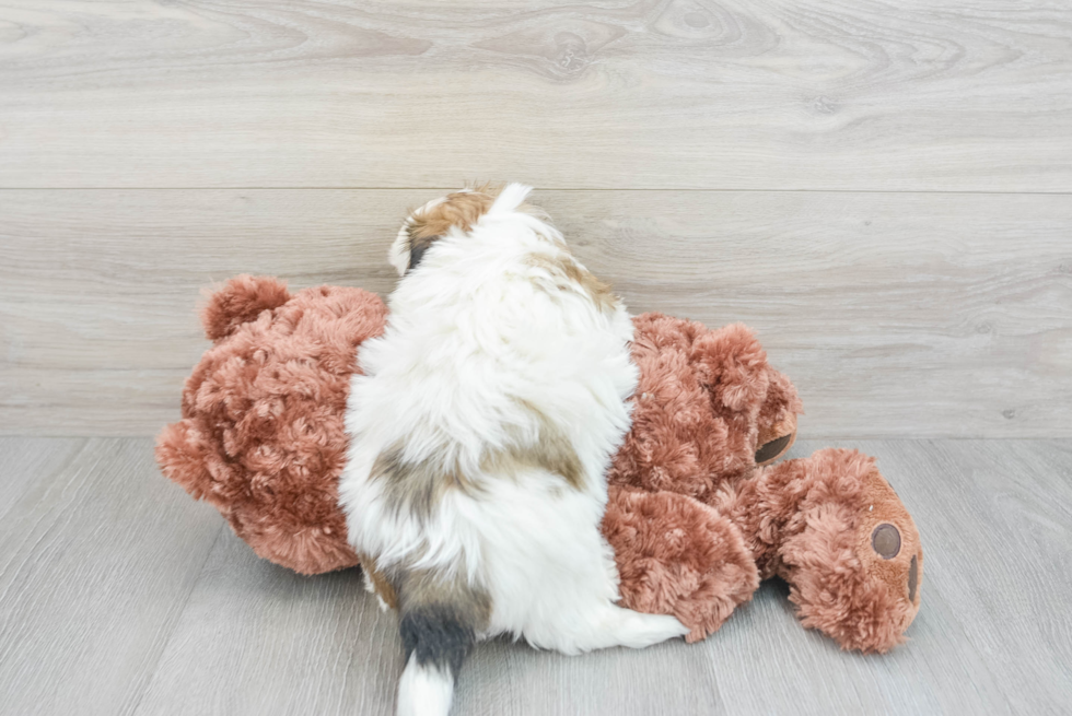 Teddy Bear Pup Being Cute