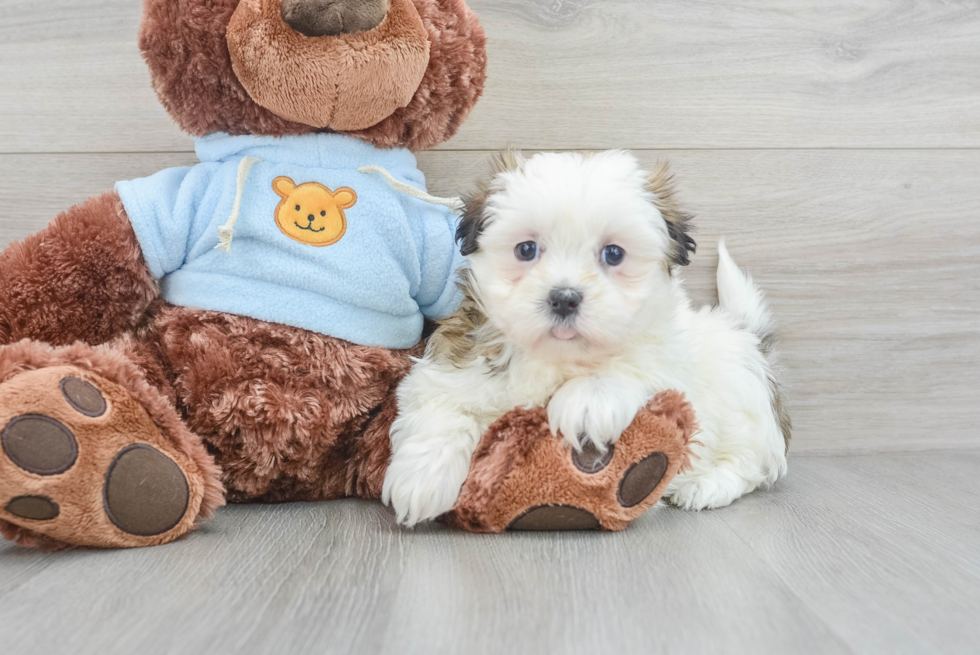 Cute Teddy Bear Baby