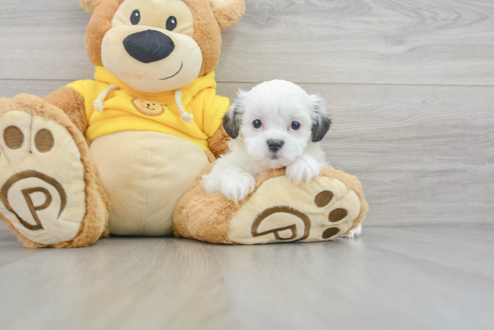 Funny Teddy Bear Designer Pup