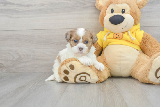 Teddy Bear Puppy for Adoption