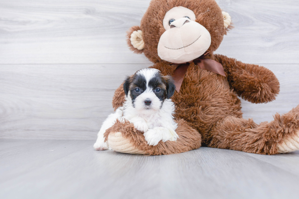 Fluffy Teddy Bear Designer Pup