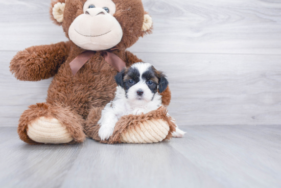 Little Shichon Designer Puppy