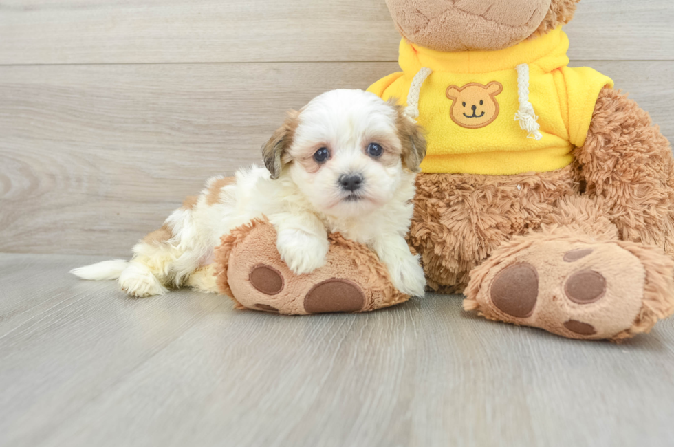 6 week old Teddy Bear Puppy For Sale - Premier Pups