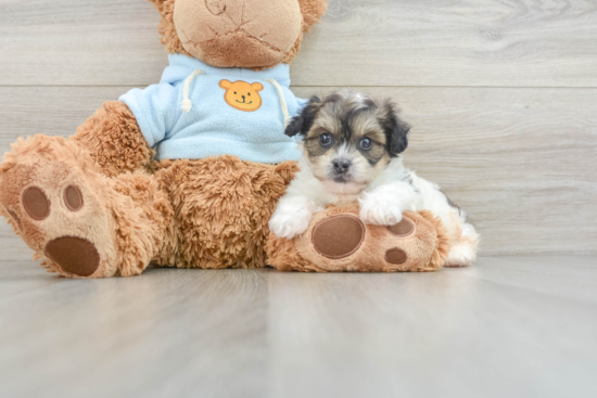 Teddy Bear Pup Being Cute