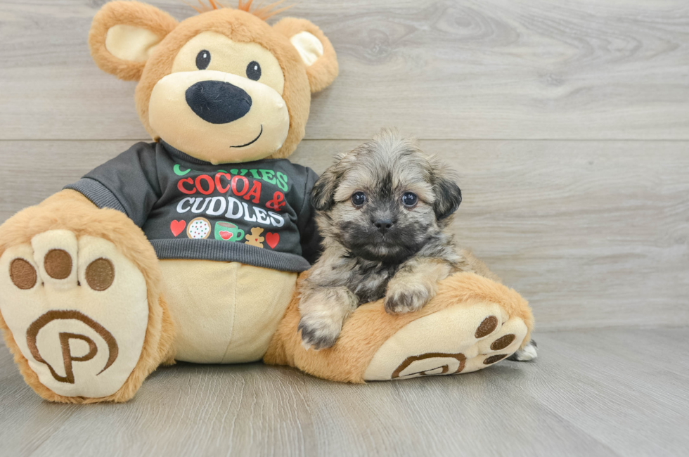 5 week old Teddy Bear Puppy For Sale - Premier Pups