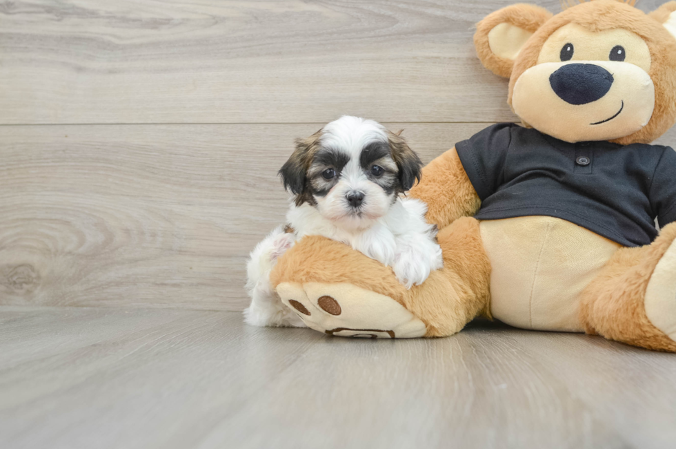 5 week old Teddy Bear Puppy For Sale - Premier Pups