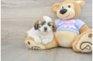 Sweet Teddy Bear Baby
