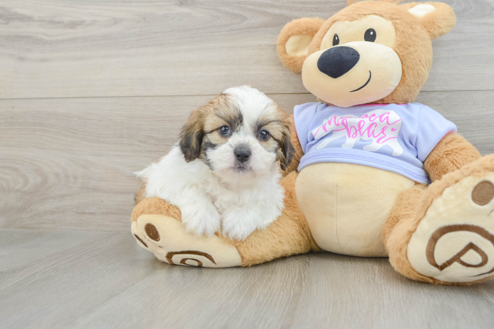 Sweet Teddy Bear Baby