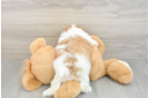 Friendly Teddy Bear Baby